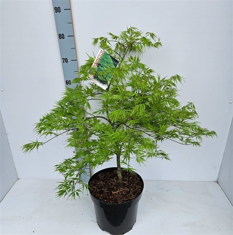 Acer palmatum Dissectum  50-60 CM C7.5 - Image 2