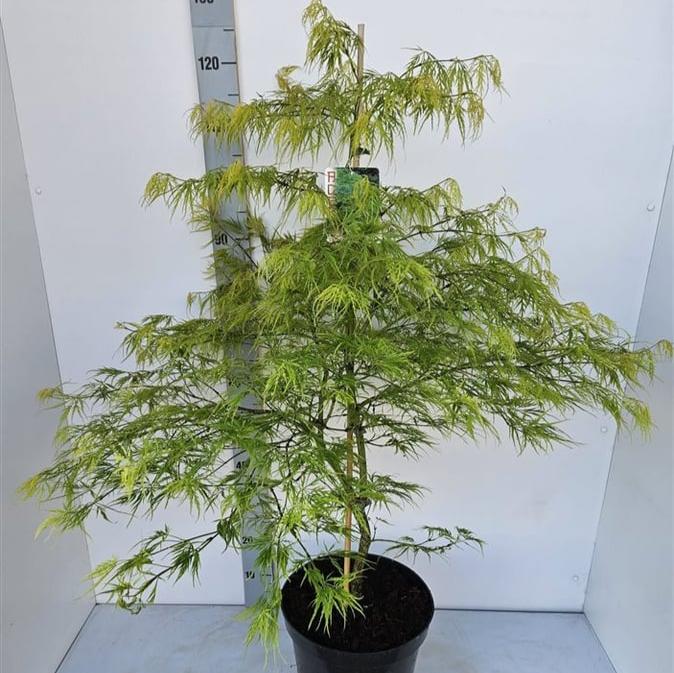 Acer palmatum Dissectum 60-80 CM C12