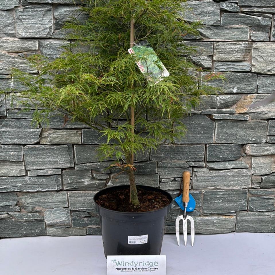 Acer palmatum Dissectum 60-80 CM C12 - Image 2