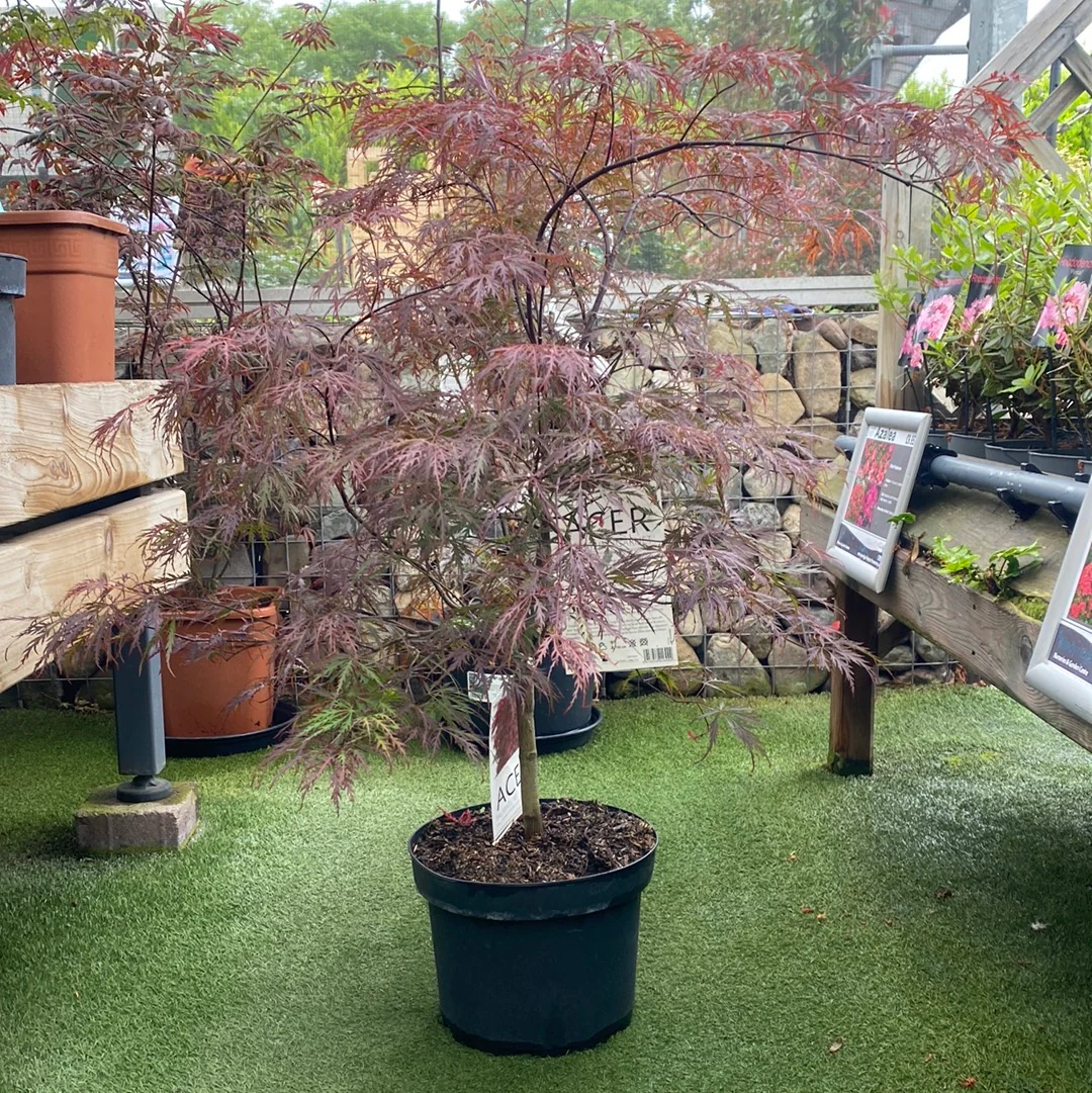 ACER PALMATUM DISSECTUM GARNET - Image 2