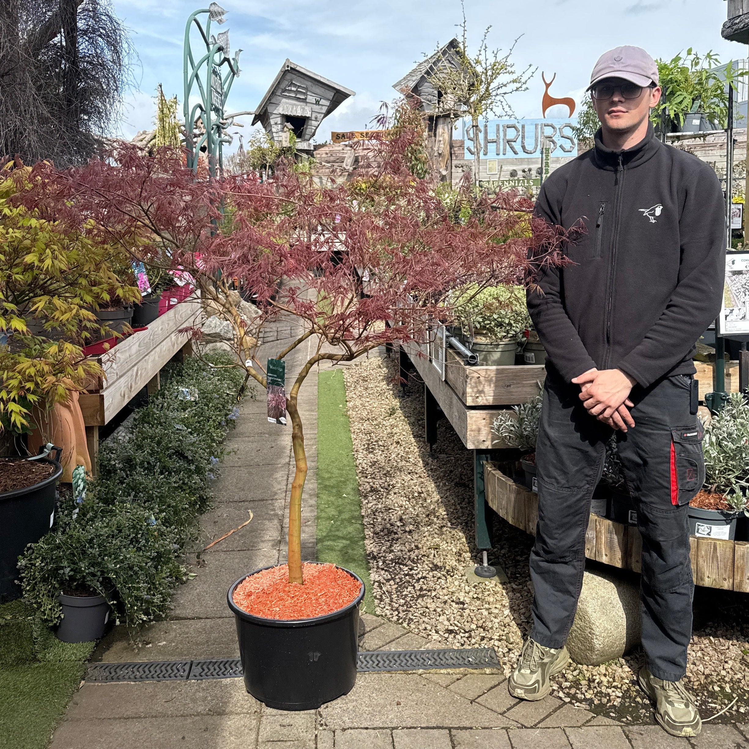 Acer palmatum Dissectum Inaba-shidare