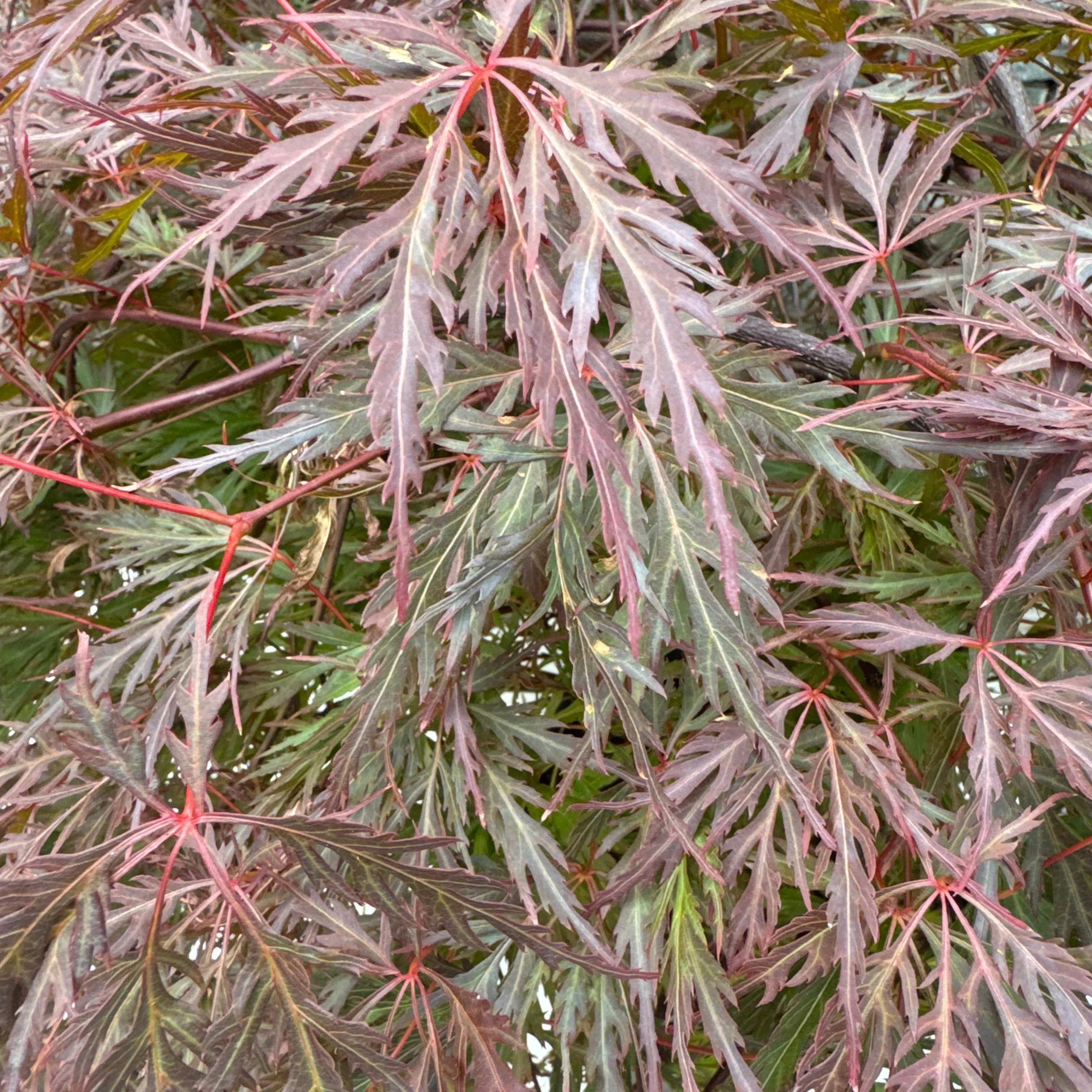 Acer palmatum Dissectum Orangeola - Image 2