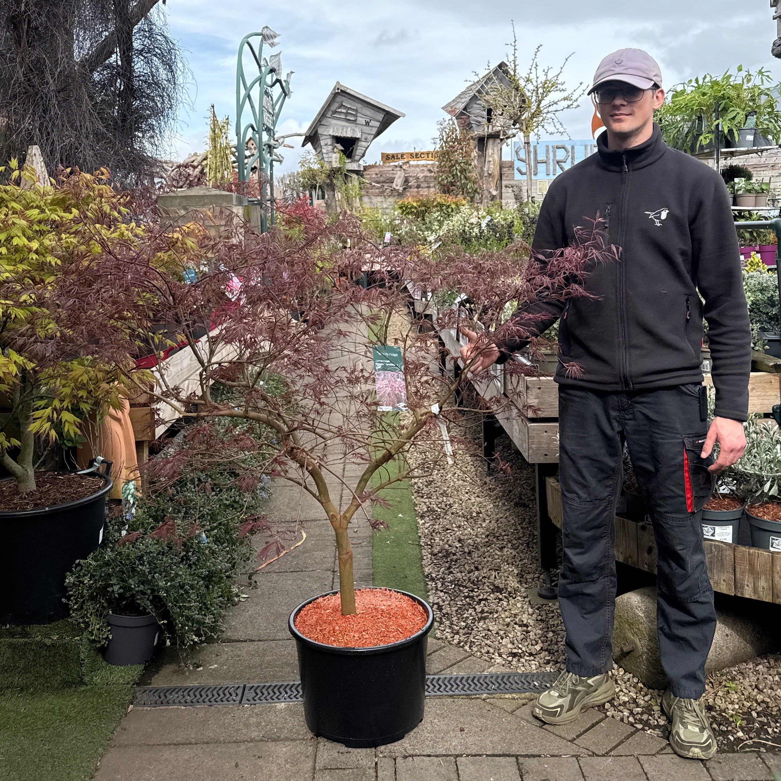 Acer palmatum Dissectum Tamukeyama