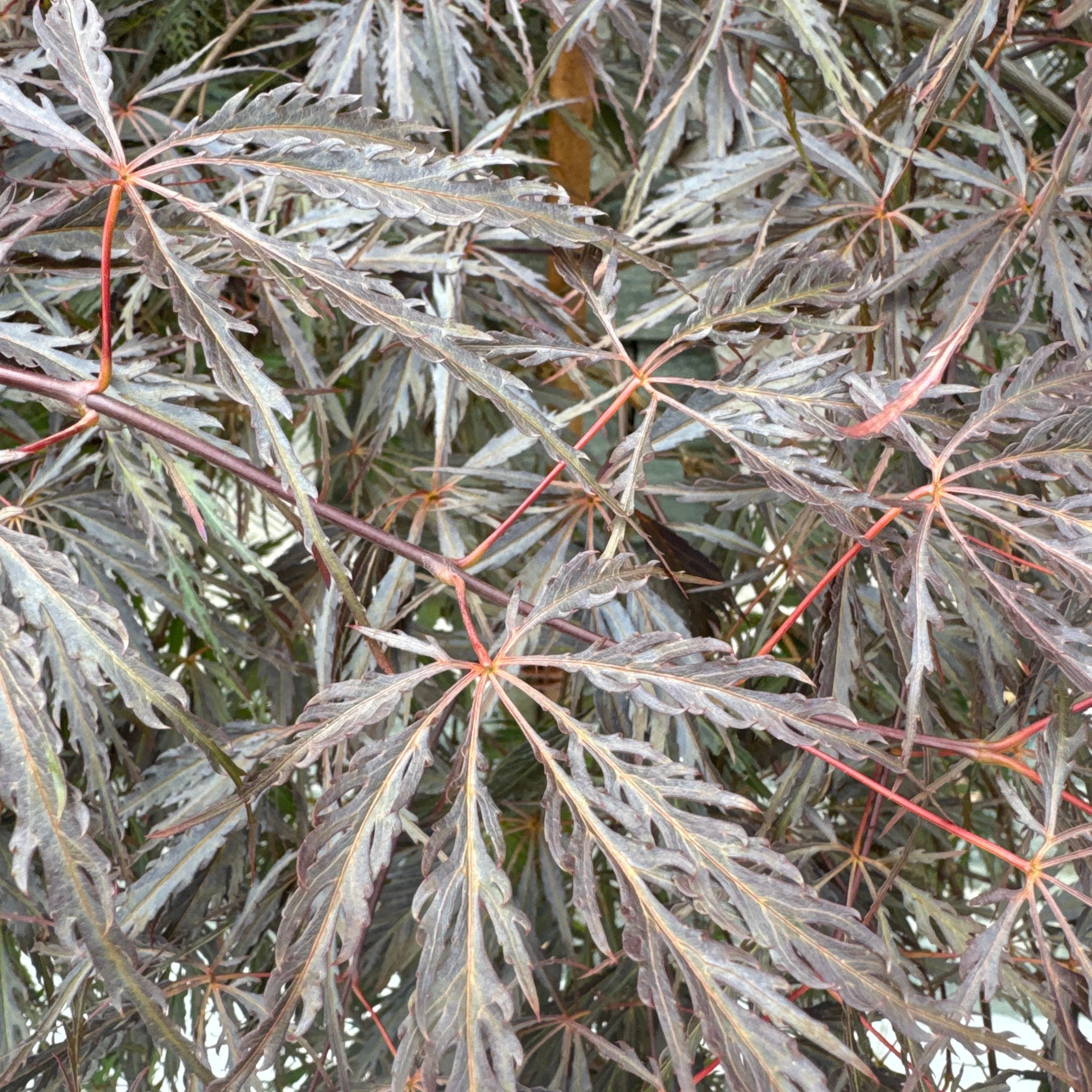 Acer palmatum Dissectum Tamukeyama - Image 2