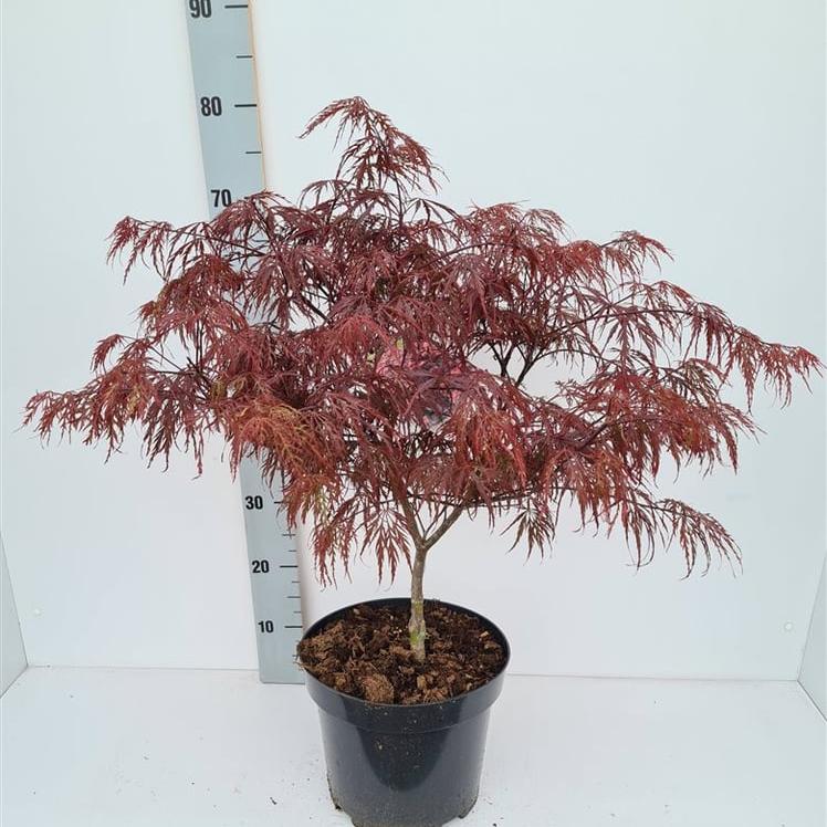 Acer palmatum Garnet / 50-60 CM C7.5 - Image 2