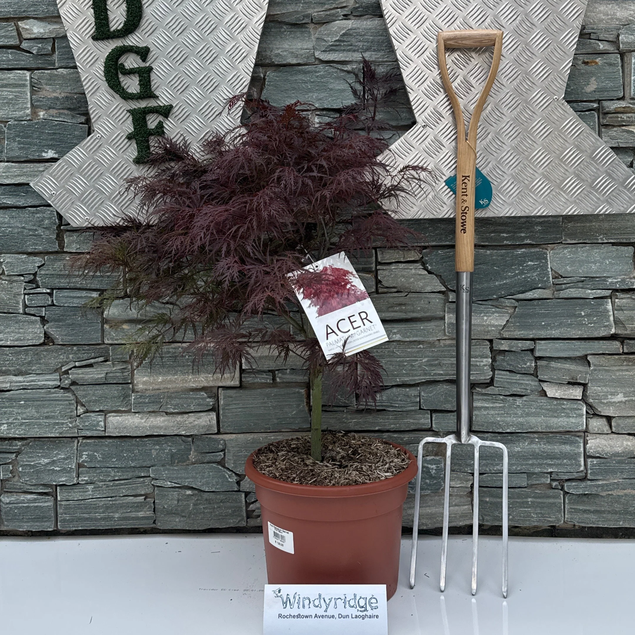 Acer Palmatum Garnet C15 125cm