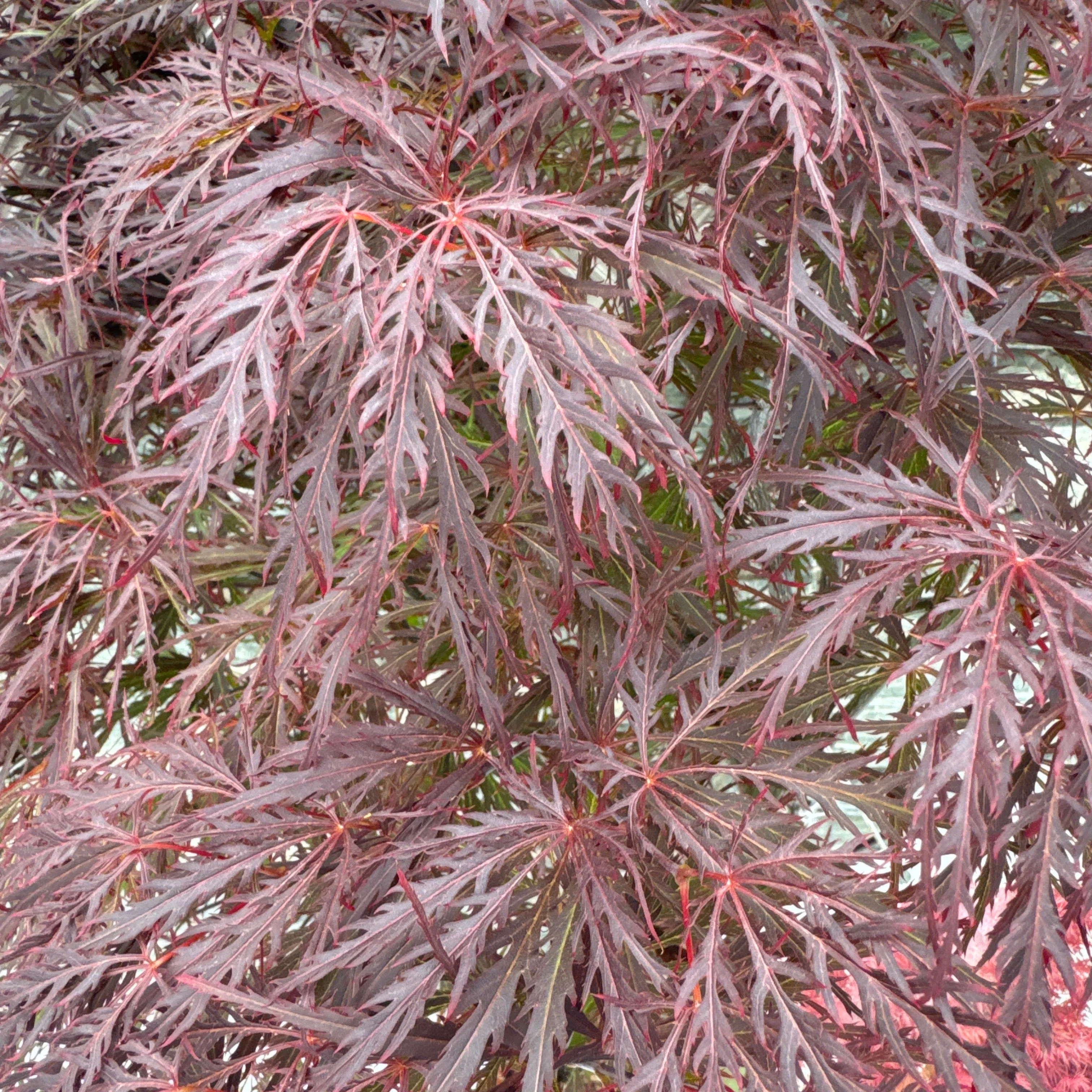 Acer Palmatum Garnet C15 125cm - Image 2