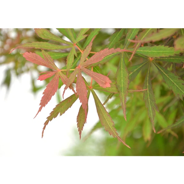 Acer palmatum Jerre Schwarz  100-125 CM C14, column - Image 4