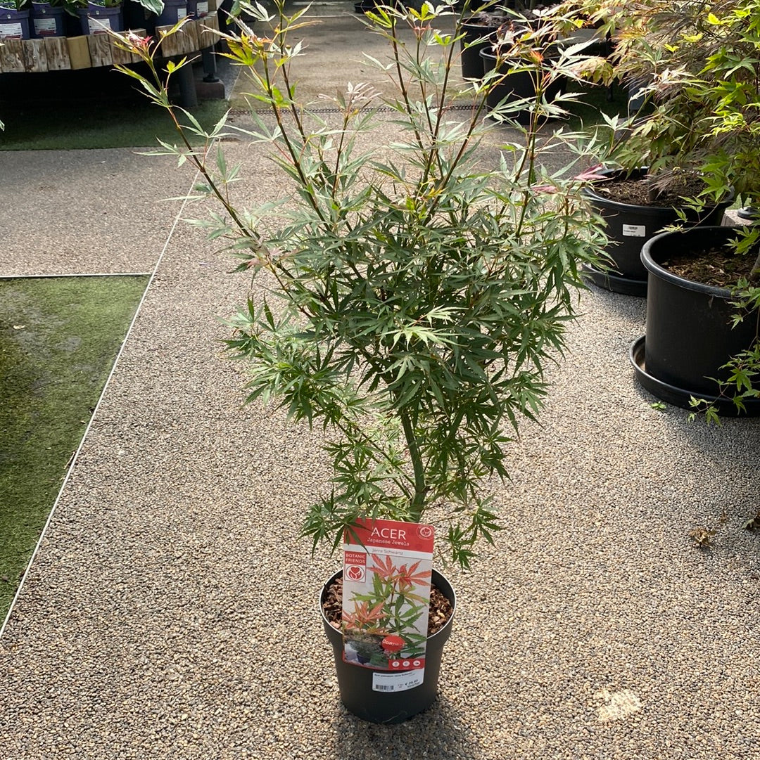 Acer palmatum Jerre Schwarz - Image 3