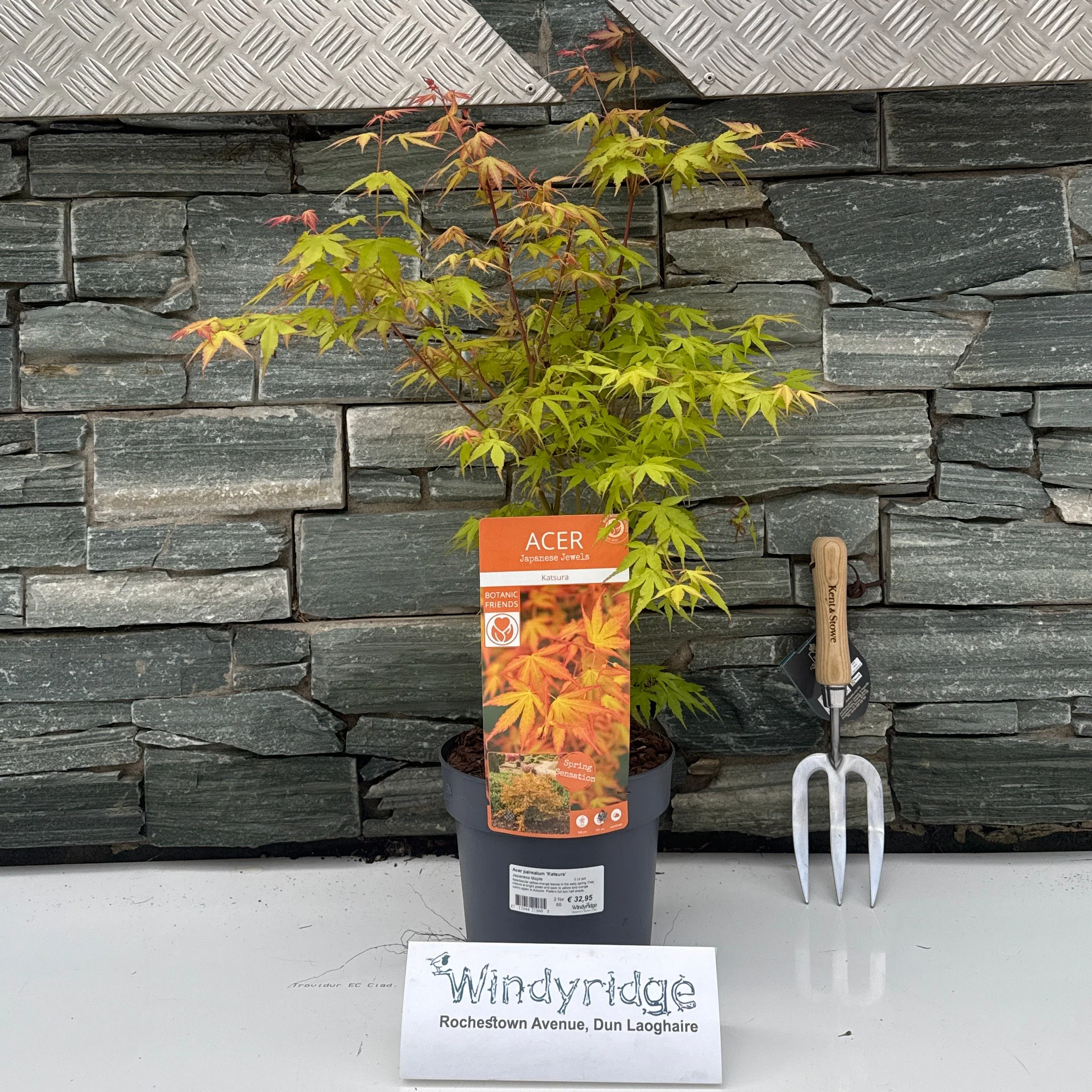 Acer palmatum Katsura / 3 Ltr pot
