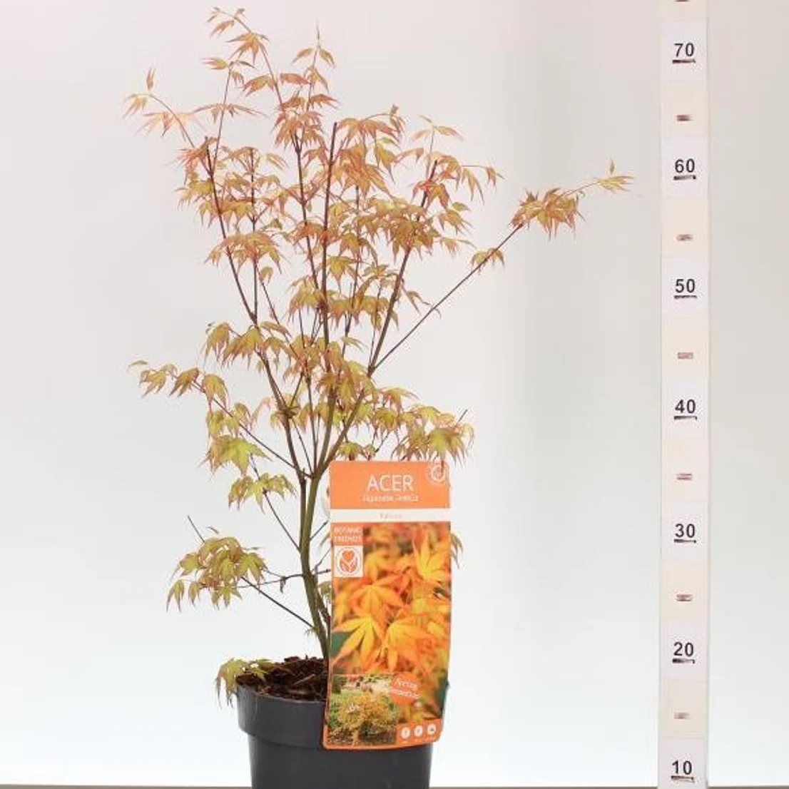 Acer palmatum Katsura / 3 Ltr pot - Image 2