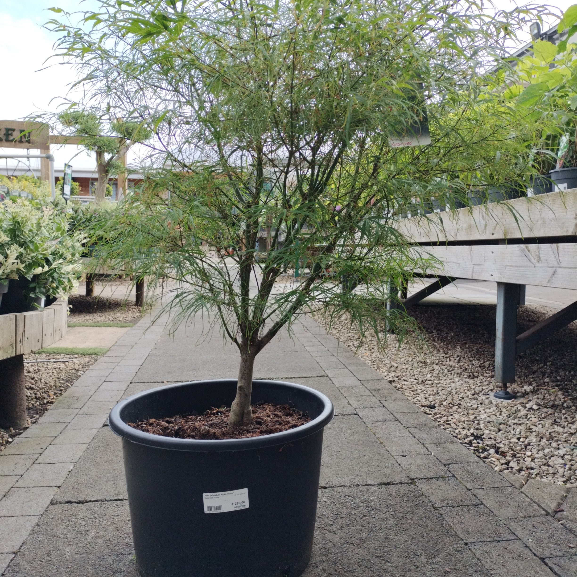 Acer palmatum Koto-no-ito  100-125 CM