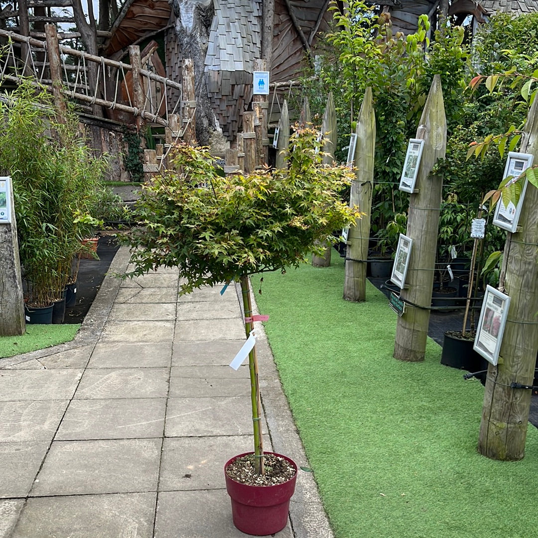 ACER PALMATUM LITTLE PRINCESS VASO ECO CLT 15  TRONCO 90 CM    1/2 STD - Image 2