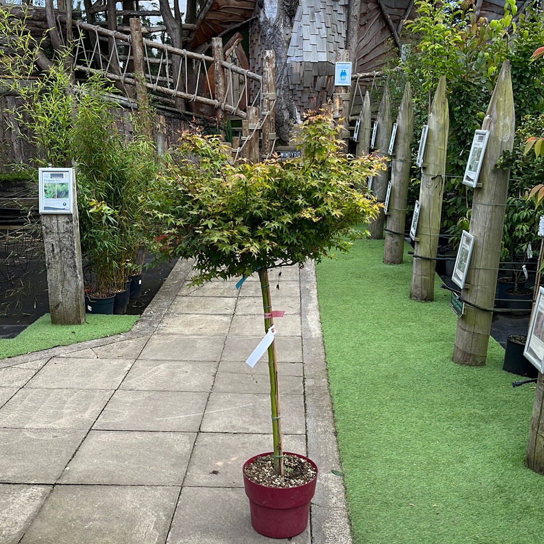 ACER PALMATUM LITTLE PRINCESS VASO ECO CLT 15  TRONCO 90 CM    1/2 STD - Image 3