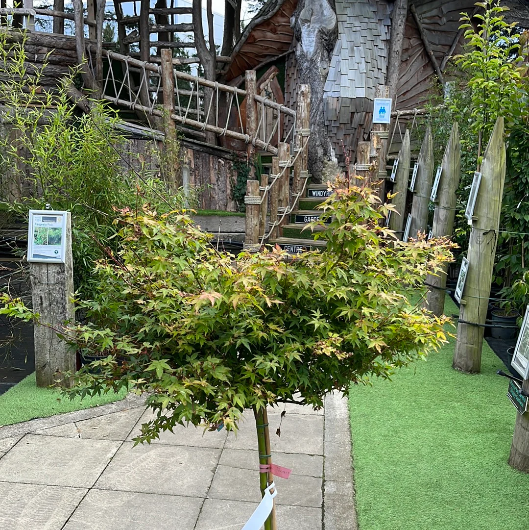 ACER PALMATUM LITTLE PRINCESS VASO ECO CLT 15  TRONCO 90 CM    1/2 STD - Image 4