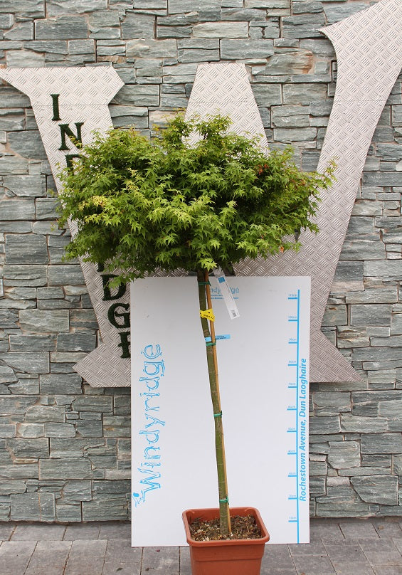 ACER PALMATUM LITTLE PRINCESS VQ LT. 18 TRONCO 90 CM 1/2 STD