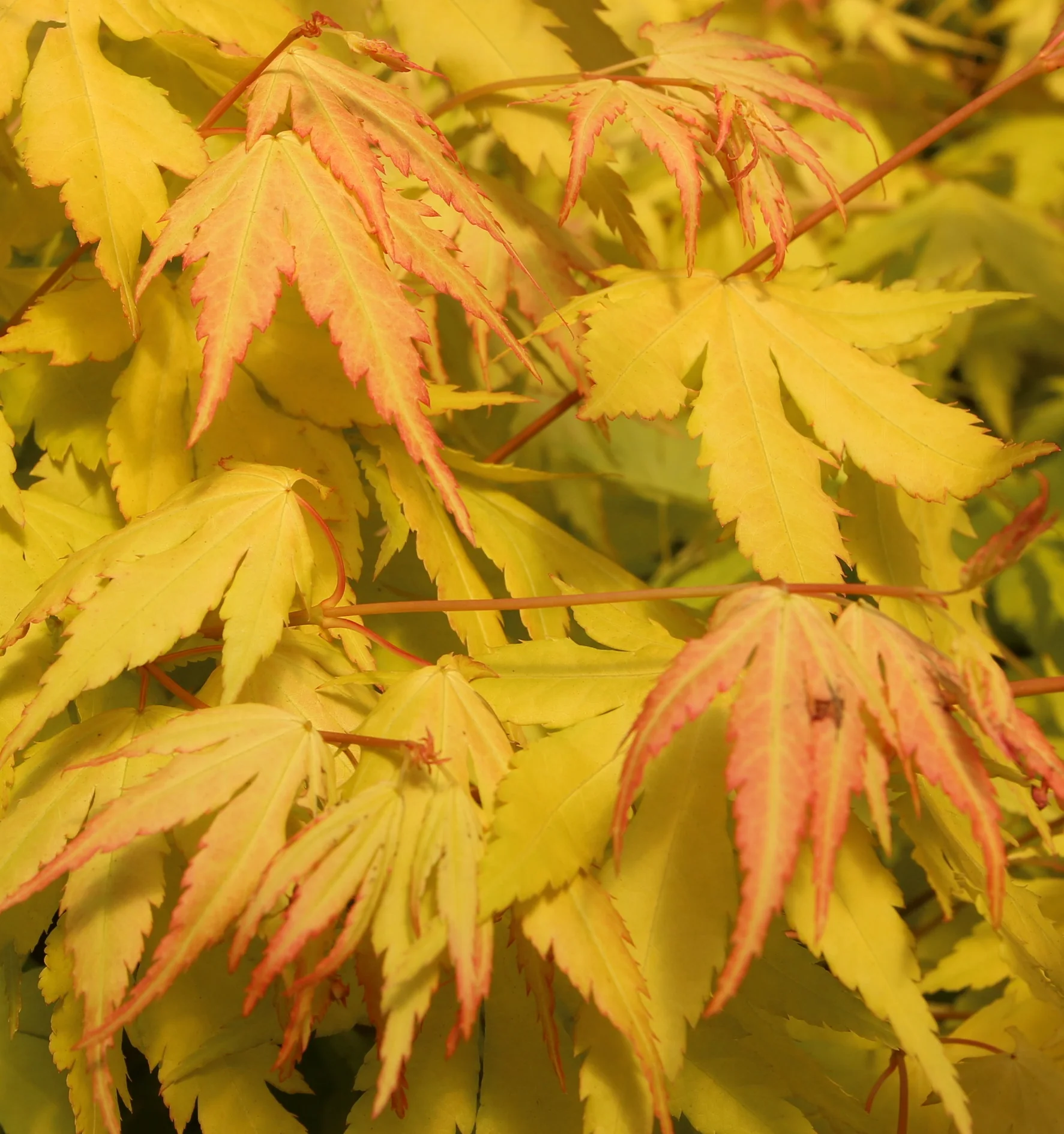 Acer palmatum Orange Dream  10 Ltr pot