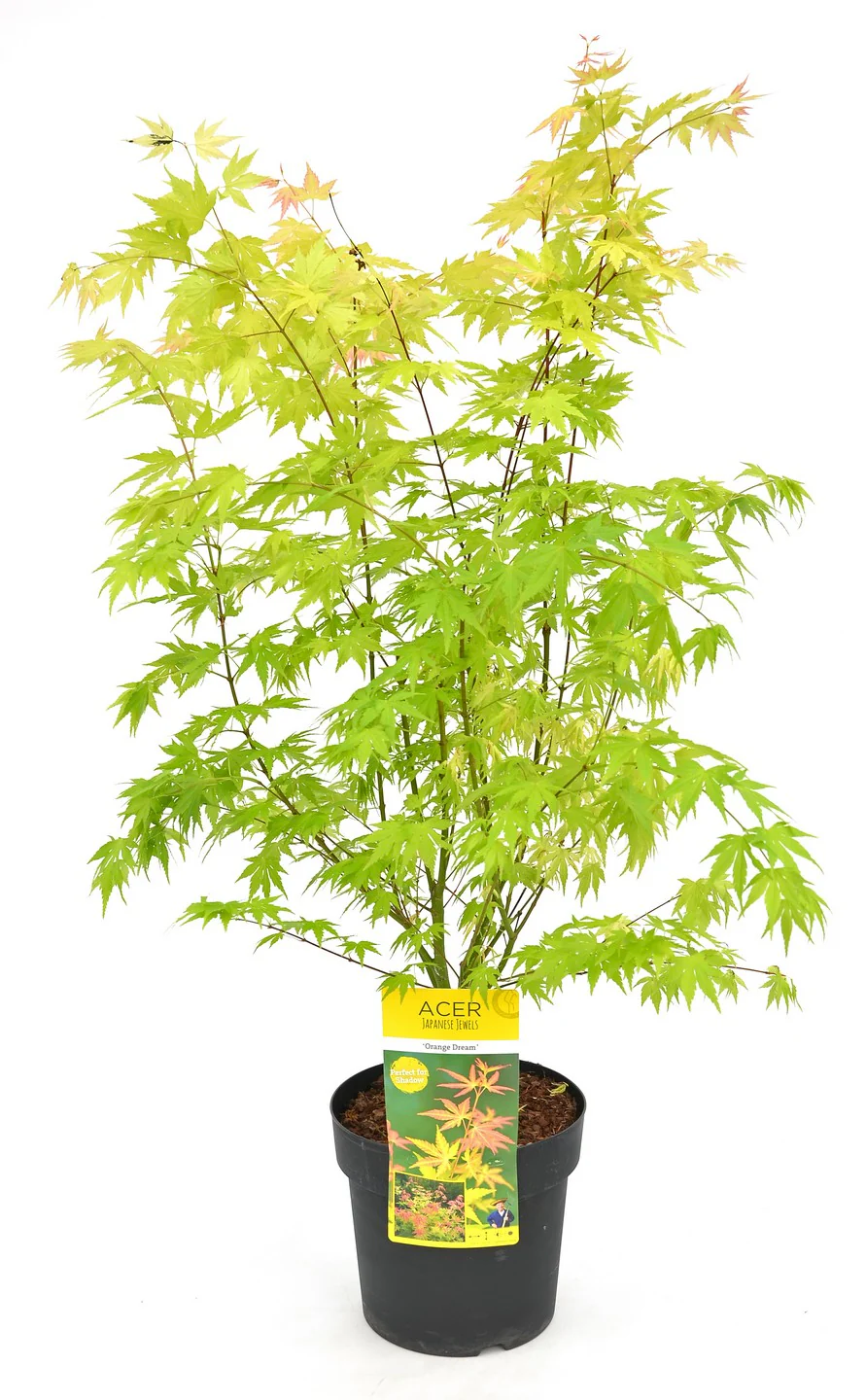 Acer palmatum Orange Dream  10 Ltr pot - Image 2