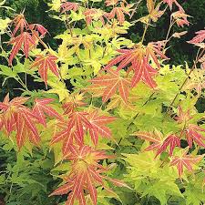ACER PALMATUM ORANGE DREAM