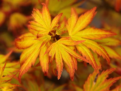 Acer palmatum Orange Dream - Image 2