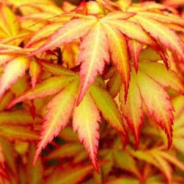 Acer palmatum Orange Dream  3 Ltr pot - Image 2