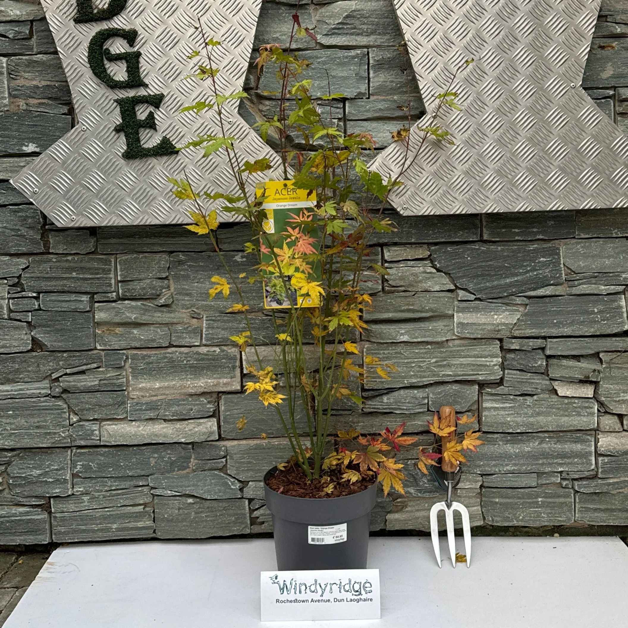 Acer palmatum Orange Dream  5 Ltr pot - Image 2