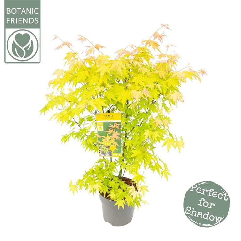 Acer palmatum Orange Dream  5 Ltr pot - Image 3