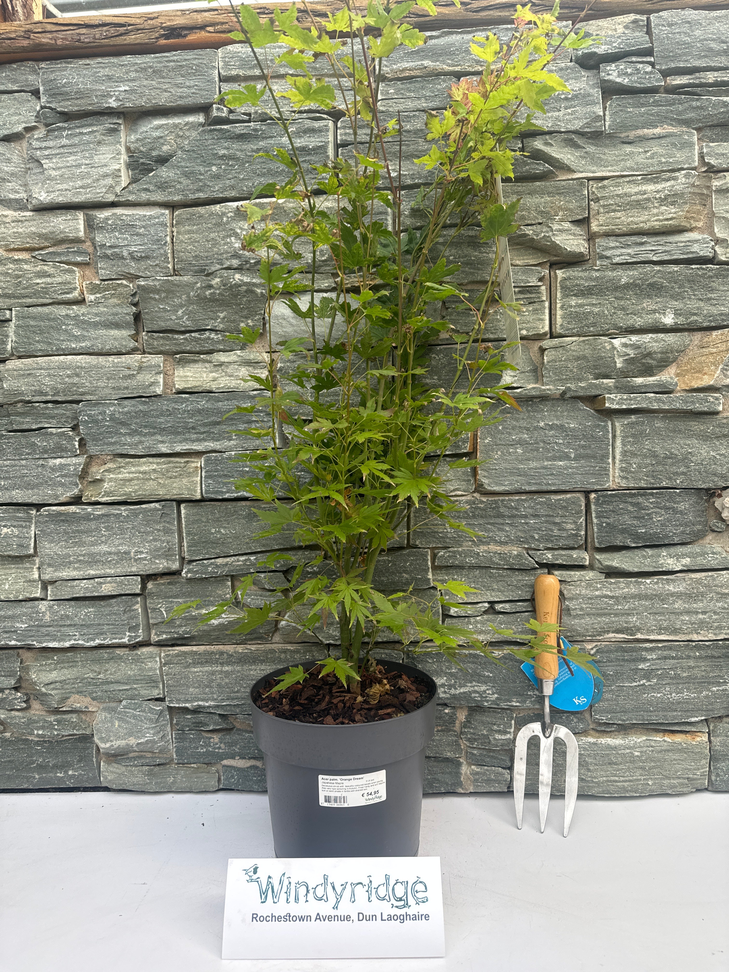 Acer palmatum Orange Dream  5 Ltr pot - Image 4
