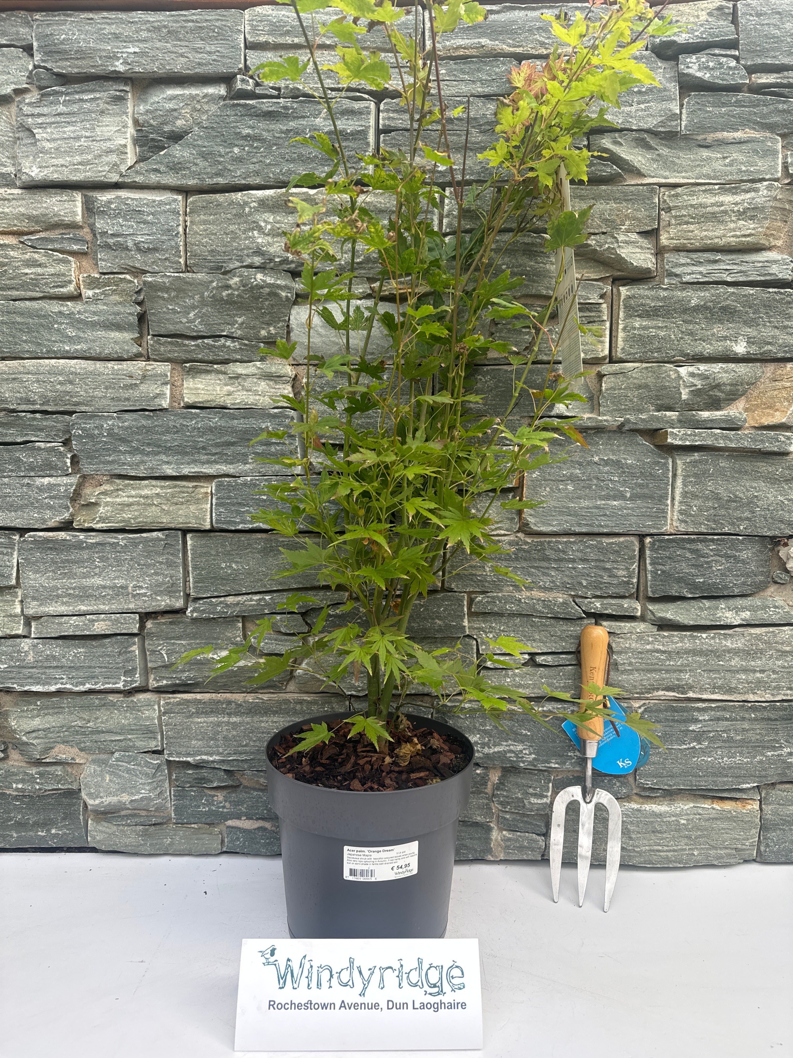 Acer palmatum Orange Dream  5 Ltr pot - Image 5
