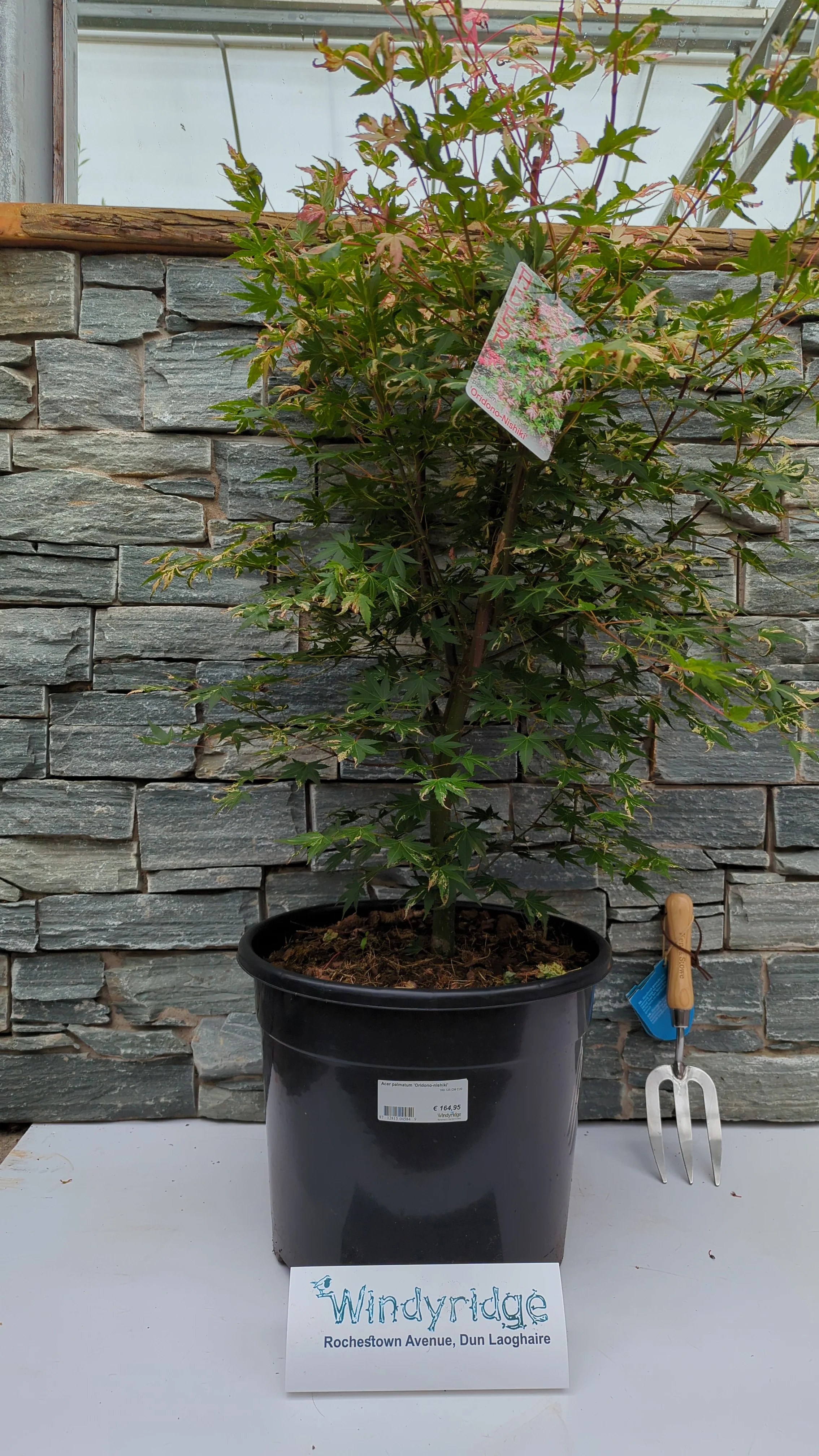 Acer palmatum Oridono-nishiki  100-125 CM C20 - Image 2