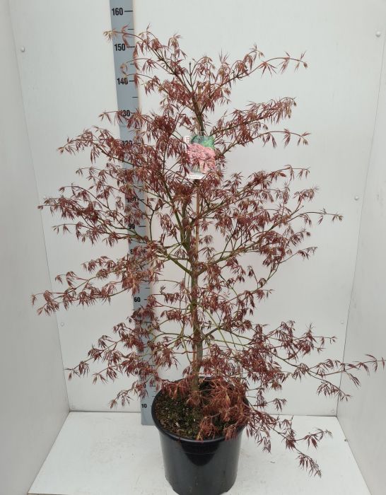 Acer palmatum Ornatum / 100-125 CM