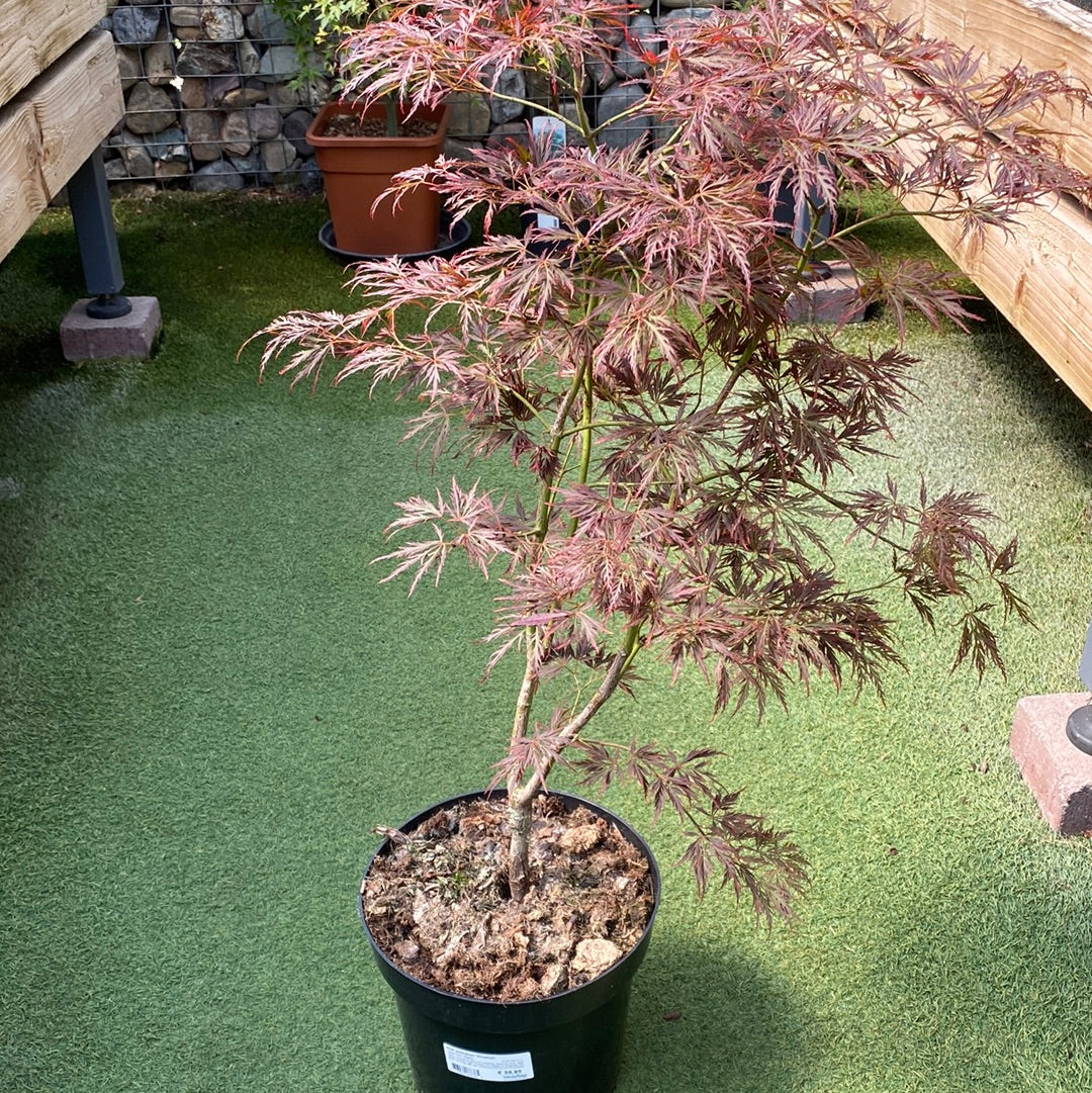 Acer palmatum Ornatum  50-60 CM C7.5