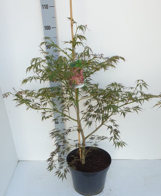 Acer palmatum Ornatum  80-100 CM C12 - Image 2