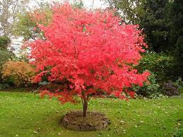 ACER PALMATUM OSAKASUKII - Image 2