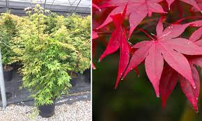 ACER PALMATUM OSAKASUKII - Image 3