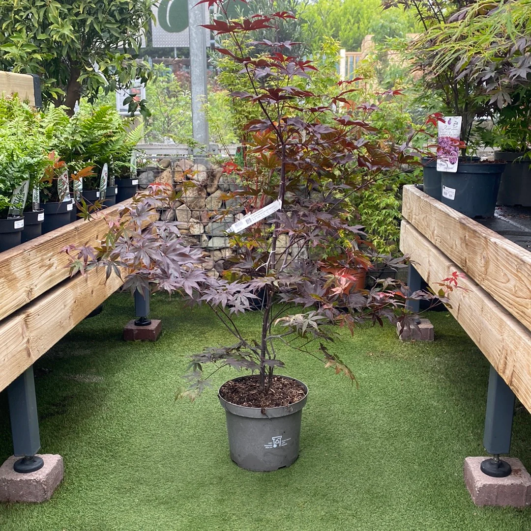 ACER PALMATUM RED EMPEROR