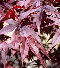 ACER PALMATUM RED EMPEROR - Image 2
