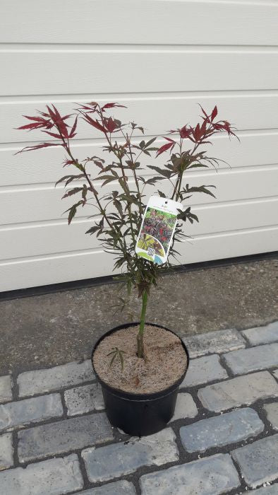 Acer palmatum  Red Pygmy  / 40-50 CM C4 - Image 2