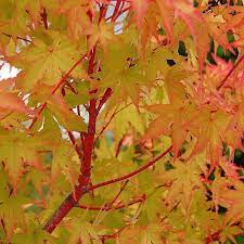 ACER PALMATUM SANGO KAKU