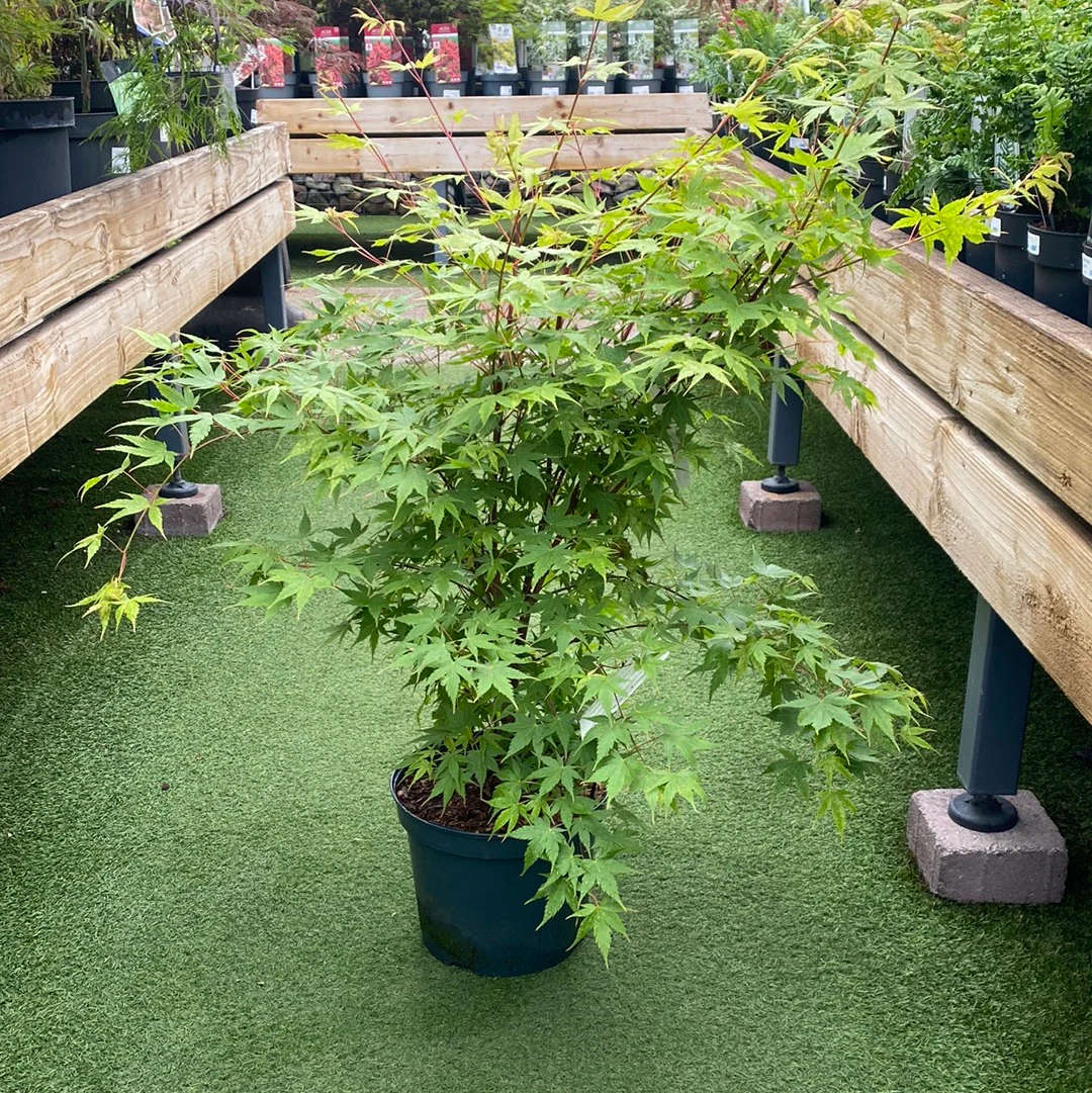 ACER PALMATUM SANGO KAKU - Image 2