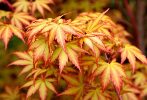 Acer palmatum Sangokaku