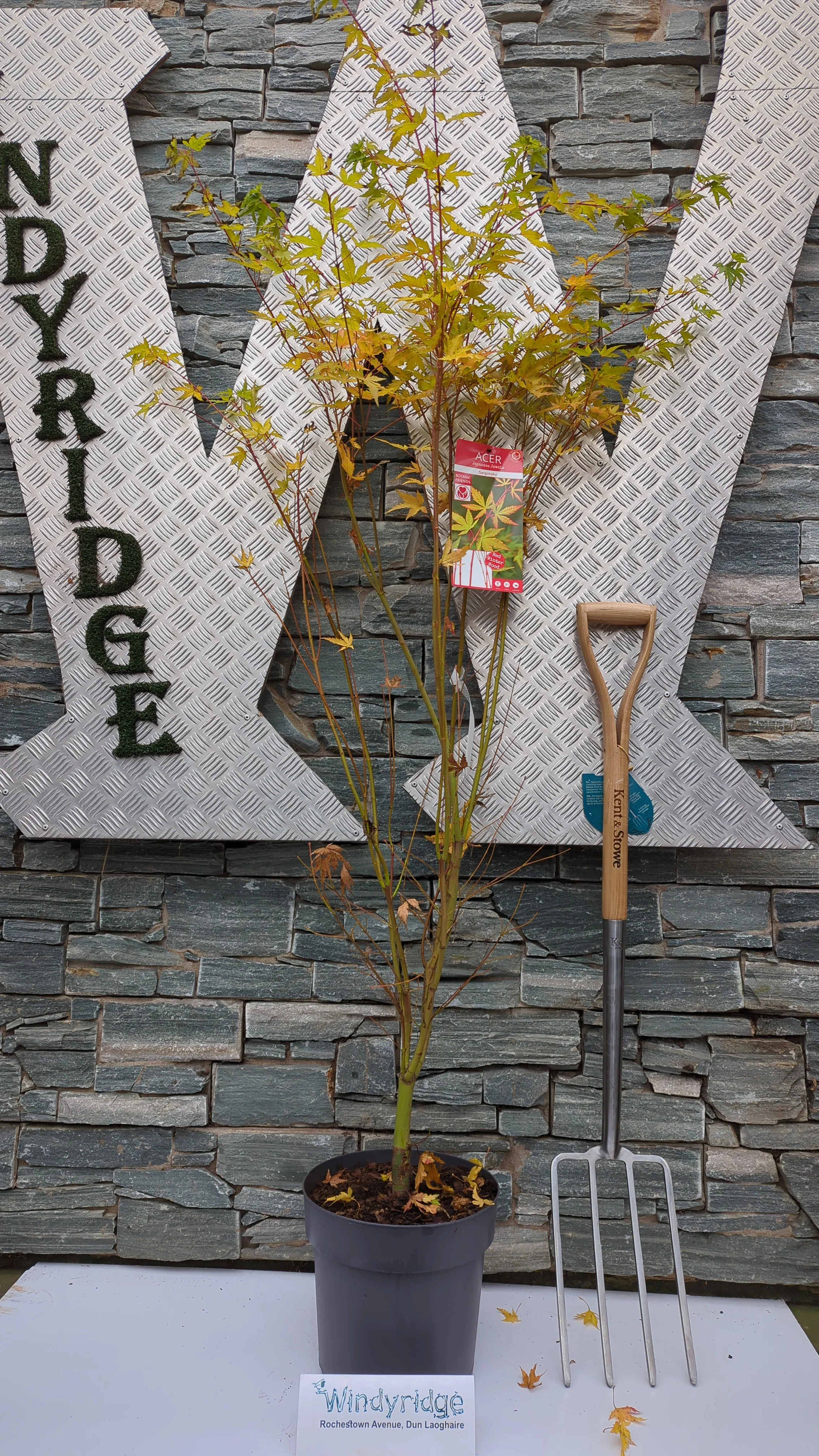 Acer palmatum Sangokaku  10 Ltr pot - Image 2