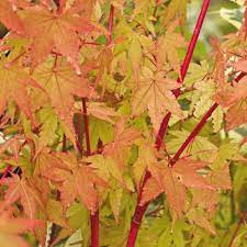 Acer palmatum Sangokaku 5 Ltr pot