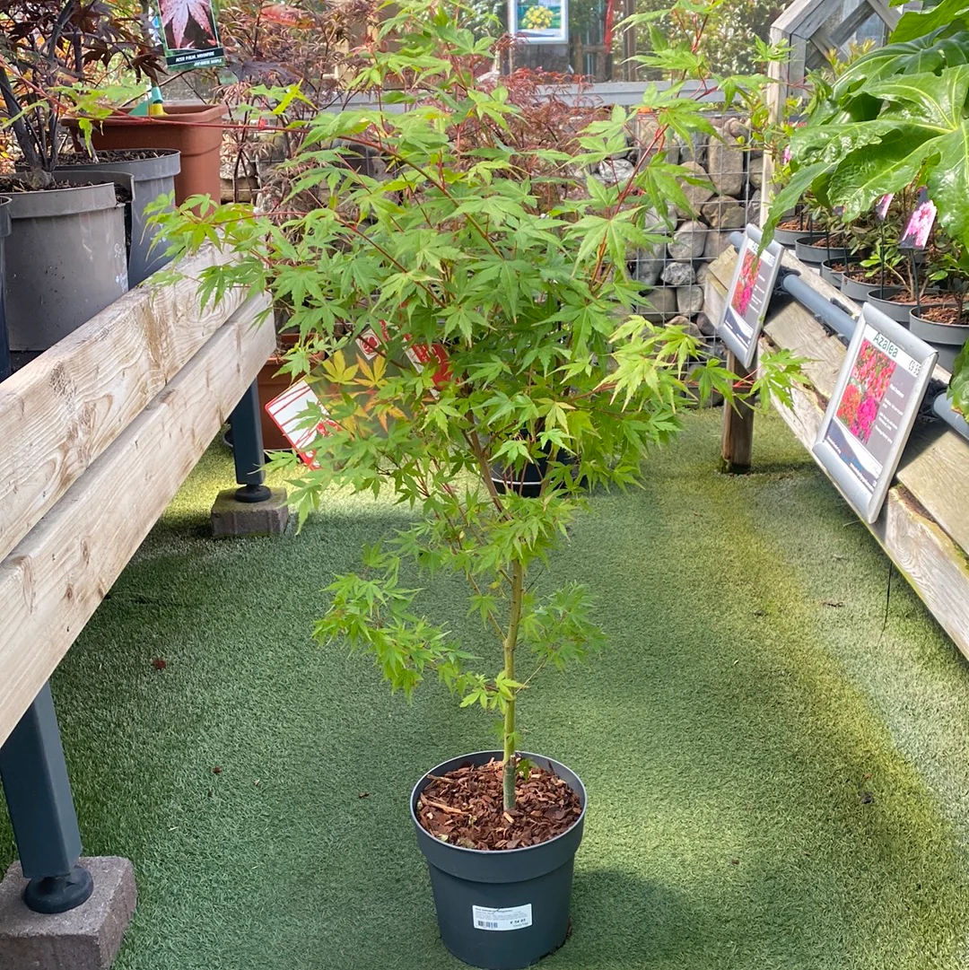 Acer palmatum Sangokaku 5 Ltr pot - Image 2