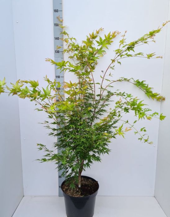 Acer palmatum Sangokaku  80-100 CM C12 - Image 2