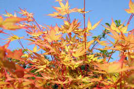 Acer palmatum Sangokaku  80-100 CM C7 - Image 2