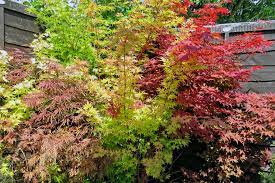 Acer palmatum Sangokaku  80-100 CM C7 - Image 3