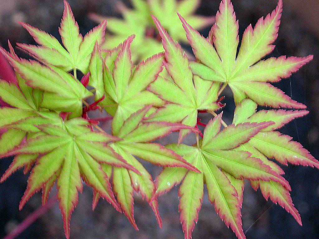 Acer palmatum Sangokaku  80-100 CM C7 - Image 4