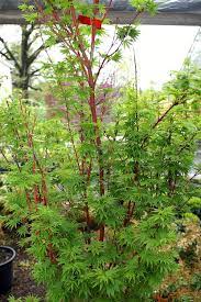 Acer palmatum Sangokaku  80-100 CM C7 - Image 5