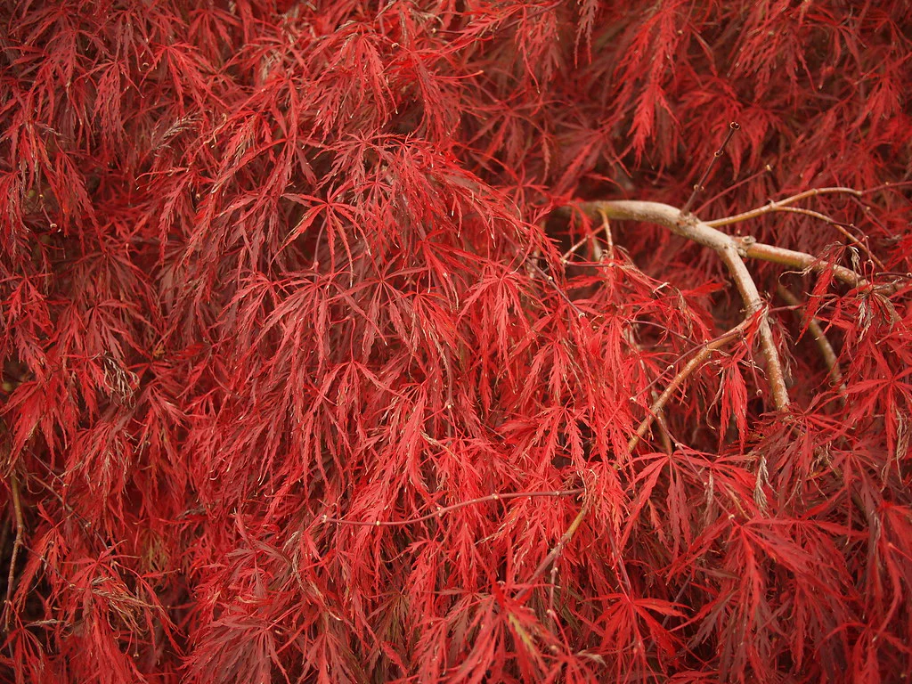 ACER PALMATUM SEIRYU